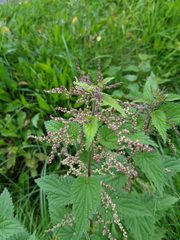 Urtica dioica