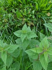 Urtica dioica
