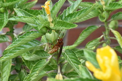 Polistes mexicanus