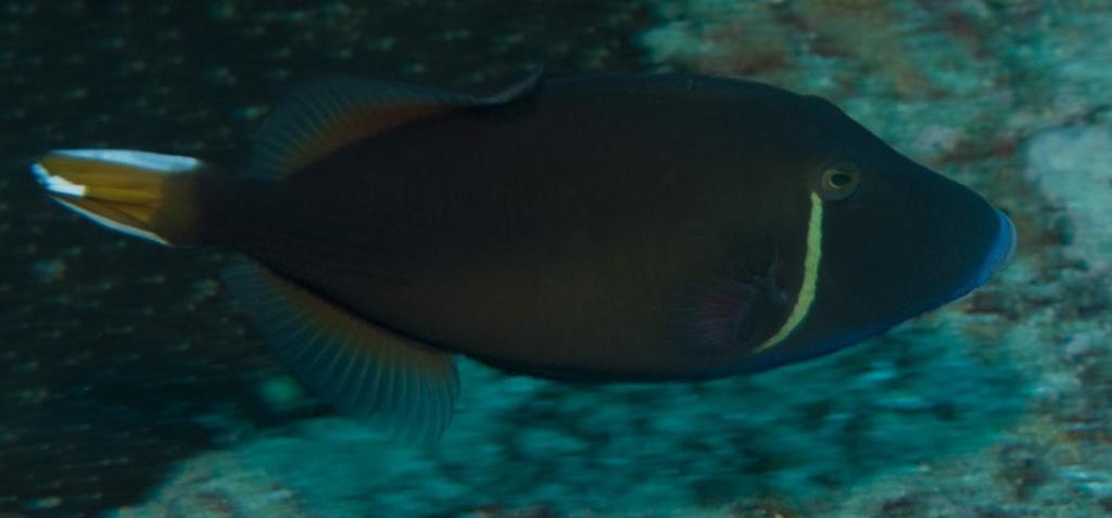 Eye-stripe Triggerfish