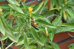 Polistes mexicanus