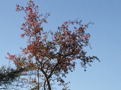 Securidaca longepedunculata