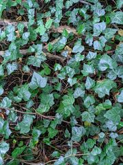 Hedera helix