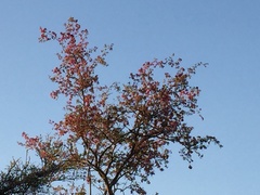 Securidaca longepedunculata