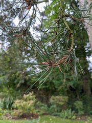 Pinus sylvestris