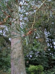 Pinus sylvestris