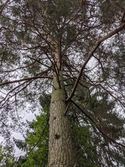 Pinus sylvestris