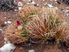 Gethyllis namaquensis