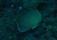 Chaetodon guttatissimus