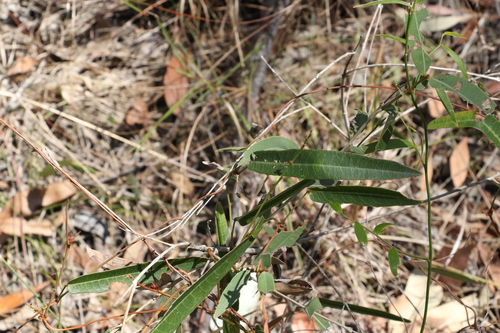 Hardenbergia violacea