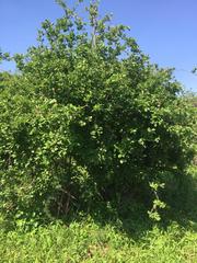 Combretum mossambicense