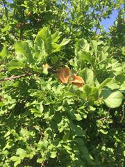 Combretum mossambicense