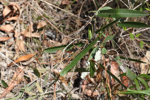 Hardenbergia violacea