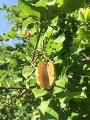 Combretum mossambicense