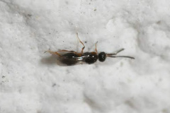 Ceraphronoidea