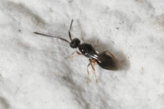 Ceraphronoidea