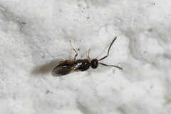 Ceraphronoidea