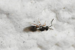 Ceraphronoidea