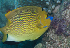 Apolemichthys trimaculatus