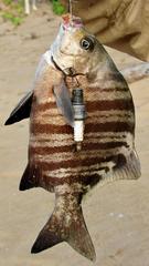 Dichistius multifasciatus