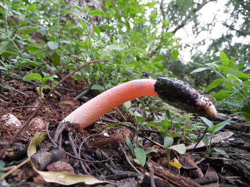 Devil's Stinkhorn