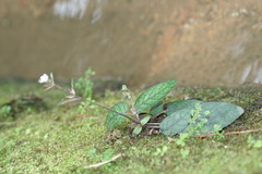 Strobilanthes reptans