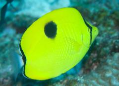 Chaetodon interruptus