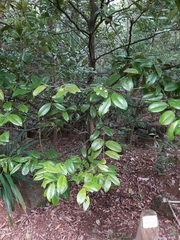 Diospyros laurina