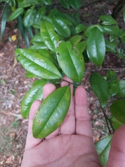 Diospyros laurina