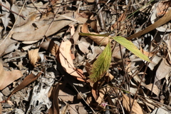 Flemingia parviflora