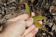 Flemingia parviflora