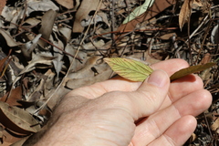 Flemingia parviflora