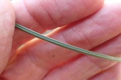 Gladiolus permeabilis edulis