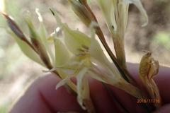 Gladiolus permeabilis edulis