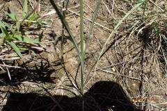 Gladiolus permeabilis edulis