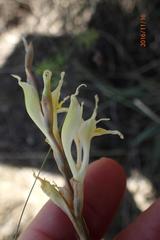 Gladiolus permeabilis edulis