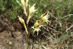 Gladiolus permeabilis edulis