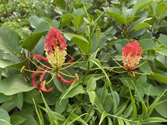 Gloriosa