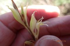 Gladiolus permeabilis edulis