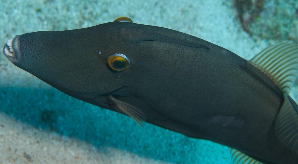 Whitespotted Filefish