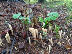 Clavariadelphus ligula