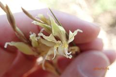 Gladiolus permeabilis edulis