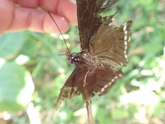 Papilio phorbanta