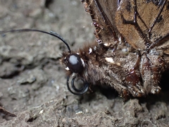 Papilio phorbanta