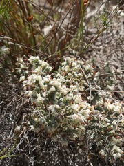 Erica xeranthemifolia