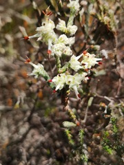 Erica xeranthemifolia