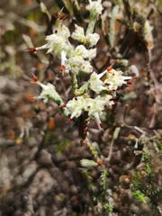 Erica xeranthemifolia