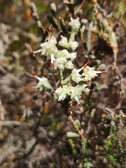 Erica xeranthemifolia