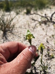 Disperis cucullata