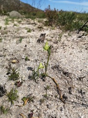 Disperis cucullata